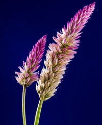 Free amaranthaceae flower image, public domain flower CC0 photo.