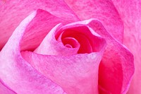 Free pink rose image, public domain flower CC0 photo.