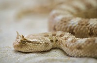 Free snake image, public domain animal CC0 photo.