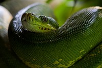 Free snake image, public domain animal CC0 photo.