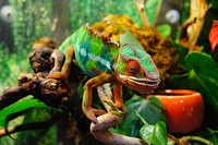 Free chameleon image, public domain wildlife CC0 photo.