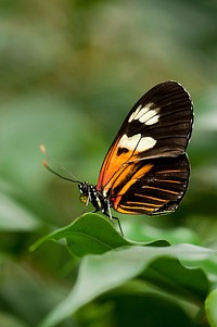 Free butterfly image, public domain animal CC0 photo.