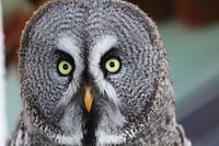 Free great gray owl closeup photo, public domain animal CC0 image.