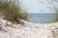 Grass on sandy shoreline, sea background, free public domain CC0 photo.