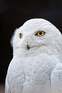Free snowy owl closeup image, public domain animal CC0 photo.