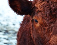 Free close up half face of a highland cow image, public domain animal CC0 photo.