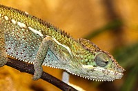 Free chameleon image, public domain animal CC0 photo