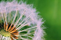 Free dandelion image, public domain flower CC0 photo.