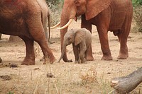 Free African elephant family image, public domain wild animal CC0 photo.