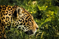 Free jaguar image, public domain wild animal CC0 photo.