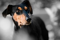 Free manchester terrier puppy image, public domain animal CC0 photo.