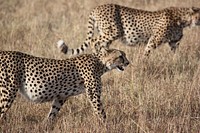 Free cheetah image, public domain wild animal CC0 photo.