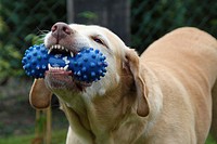 Free labrador retriever dog holding a toy image, public domain animal CC0 photo.