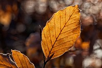 Free autumn foliage photo, public domain nature CC0 image.