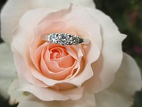 Free wedding ring in a rose image, public domain CC0 photo.