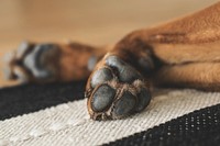 Free close up brown dog's paw image, public domain animal CC0 photo.