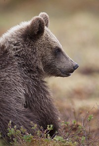 Free brown bear image, public domain animal CC0 photo.