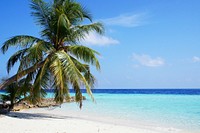 Sunny beach with palm tree, blue sky background, free public domain CC0 photo.