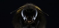 Free macro bee image, public domain animal CC0 photo.