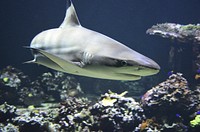 Free shark image, public domain animal CC0 photo.