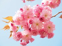 Free pink cherry blossom image, public domain flower CC0 photo.