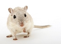 Free mouse image, public domain animal CC0 photo.