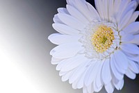 Free white gerbera background image, public domain flower CC0 photo.