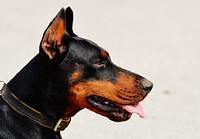 Free doberman dog image, public domain animal CC0 photo.