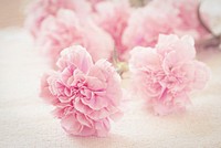 Free pink carnations image, public domain flower CC0 photo.