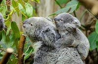 Free koala with baby on a tree branch image, public domain CC0 photo.