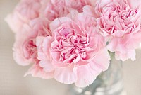 Free pink carnations image, public domain flower CC0 photo.