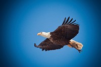 Free eagle flying in sky image, public domain animal CC0 photo.