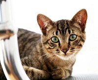 Free cute cat image, public domain CC0 photo.