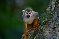 Free curious squirrel monkey on a tree image, public domain animal CC0 photo.