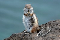 Free cute squirrel eating nut image, public domain CC0 photo.