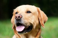 Free labrador retriever dog's face image, public domain animal CC0 photo.