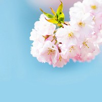 Free pink cherry blossom image, public domain flower CC0 photo.