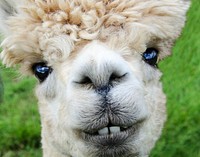 Free close up alpaca face image, public domain animal CC0 photo.