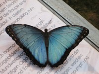 Free blue butterfly image, public domain animal CC0 photo.