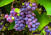 Free purple grape image, public domain fruit CC0 photo.