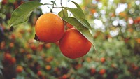 Free orange image, public domain fruit CC0 photo.