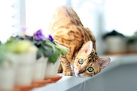 Free playful cat image, public domain CC0 photo.