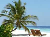 Sunny beach with palm tree, blue sky background, free public domain CC0 photo.