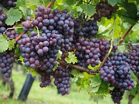 Free purple grape image, public domain fruit CC0 photo.