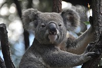 Free Koala image, public domain animal CC0 photo.