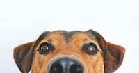 Free brown beagle close up face image, public domain animal CC0 photo.