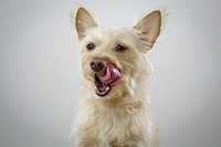 Free west highland white terrier dog image, public domain animal CC0 photo.