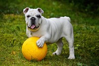 Free bulldog playing yellow ball image, public domain animal CC0 photo.