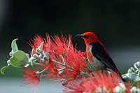 Free Hummingbird image, public domain wildlife CC0 photo.