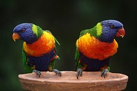 Free rainbow lorikeets image, public domain animal CC0 photo.